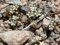 Parishella californica