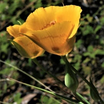 Calochortus clavatus