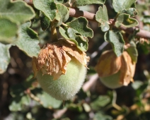 Fremontodendron californicum
