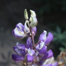 Lupinus andersonii