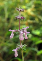 Stachys rigida var. quercetorum