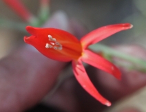 Penstemon labrosus