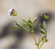 Trifolium variegatum