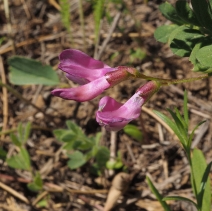Lathyrus nevadensis var. nevadensis