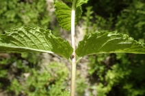 Mentha Xpiperita