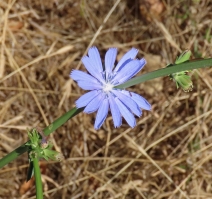 Cichorium intybus