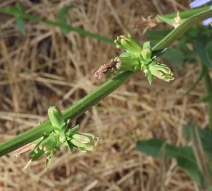 Cichorium intybus