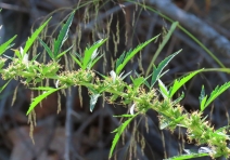 Datisca glomerata