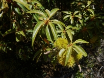 Chrysolepis chrysophylla var. minor