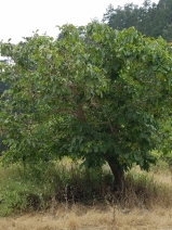Juglans regia