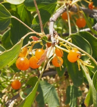 Ribes aureum var. aureum
