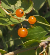 Ribes aureum var. aureum