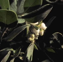 Arctostaphylos confertiflora
