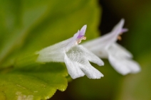Clinopodium douglasii