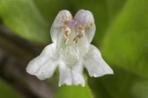 Clinopodium douglasii
