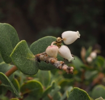 Arctostaphylos hookeri ssp. hearstiorum