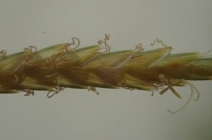 Cyperus esculentus