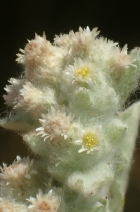 Gnaphalium palustre