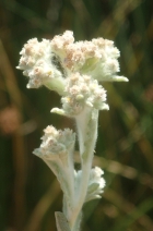 Gnaphalium palustre