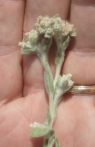 Gnaphalium palustre