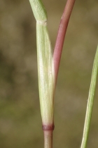 Crypsis schoenoides