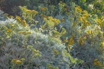 Constancea nevinii