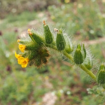Amsinckia tessellata