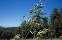Bromus inermis ssp. inermis