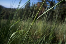 Bromus inermis ssp. inermis
