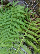 Athyrium filix-femina