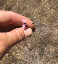 Lessingia micradenia var. glabrata