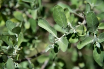 Shepherdia argentea