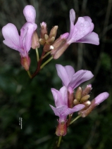 Arabis aculeolata