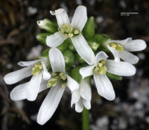 Arabis hirsuta var. glabrata