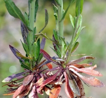 Arabis hirsuta var. glabrata