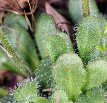 Arabis oregana