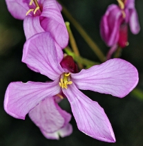 Arabis oregana