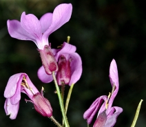 Arabis oregana