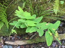 Hypericum grandifolium