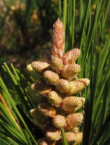 Pinus radiata