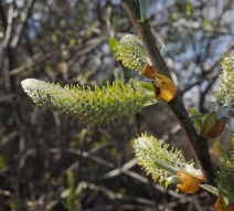 Salix hookeriana