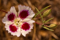 Clarkia speciosa ssp. speciosa