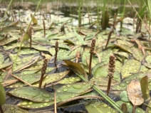 Potamogeton nodosus