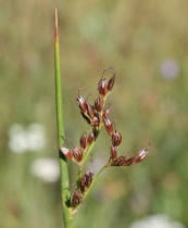 Juncus arcticus var. mexicanus