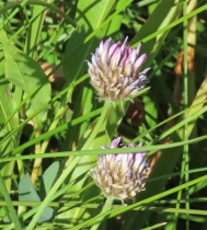 Trifolium longipes ssp. atrorubens