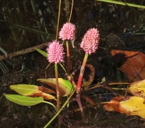Persicaria amphibia