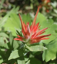 Castilleja miniata