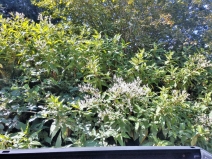Persicaria wallichii