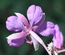 Chamerion angustifolium ssp. circumvagum