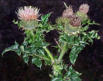 Cirsium acanthodontum